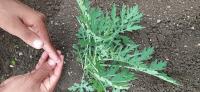 weed_detection project thumbnail