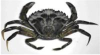 green-crab project thumbnail