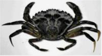 crab-test project thumbnail