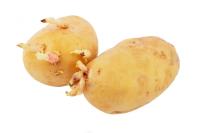 potato project thumbnail