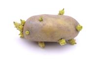 potatoes project thumbnail