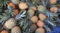 Pineapple Keypoint Detection project thumbnail