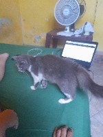 Dataset Image