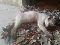 Dataset Image