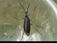 pests project thumbnail