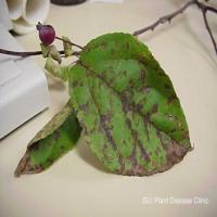 plant-pathology-dataset project thumbnail