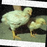 chicken counting project thumbnail