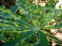 cassava detect project thumbnail