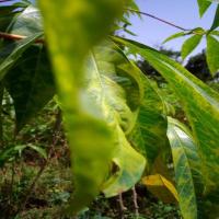 cassava mosaic disease 2 project thumbnail