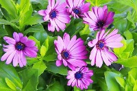 Daisy-detection project thumbnail
