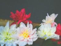 mirte flowers project thumbnail