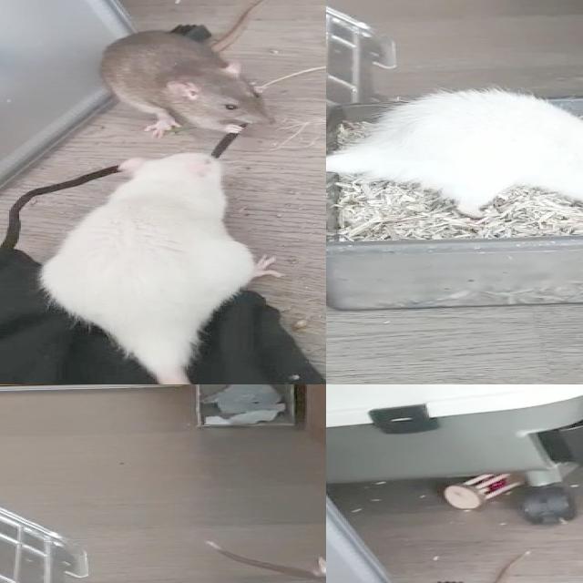 Object Placement Task Rats rat Object Detection Model by Fish