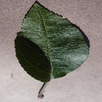 plants project thumbnail