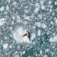 Glacier Bay - Harbor Seals -- Paper Data Set project thumbnail
