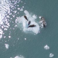 Glacier Bay - Harbor Seals -- Paper Data Set project thumbnail