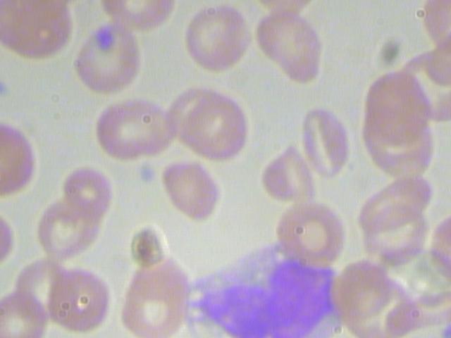 Talent Tracker Roboflow Universe