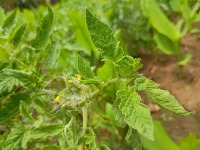 Tomato Mosaic Virus project thumbnail