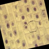 mitosis_synthetic_compare project thumbnail