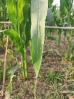Corn Leaf project thumbnail