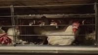 EC Birds project thumbnail
