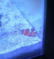 clarkii_clownfish project thumbnail