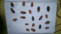 cocoa lokal impor project thumbnail