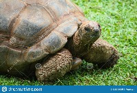 Turtles project thumbnail
