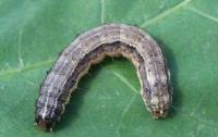 Rice Pest project thumbnail