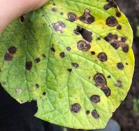 Dataset Image