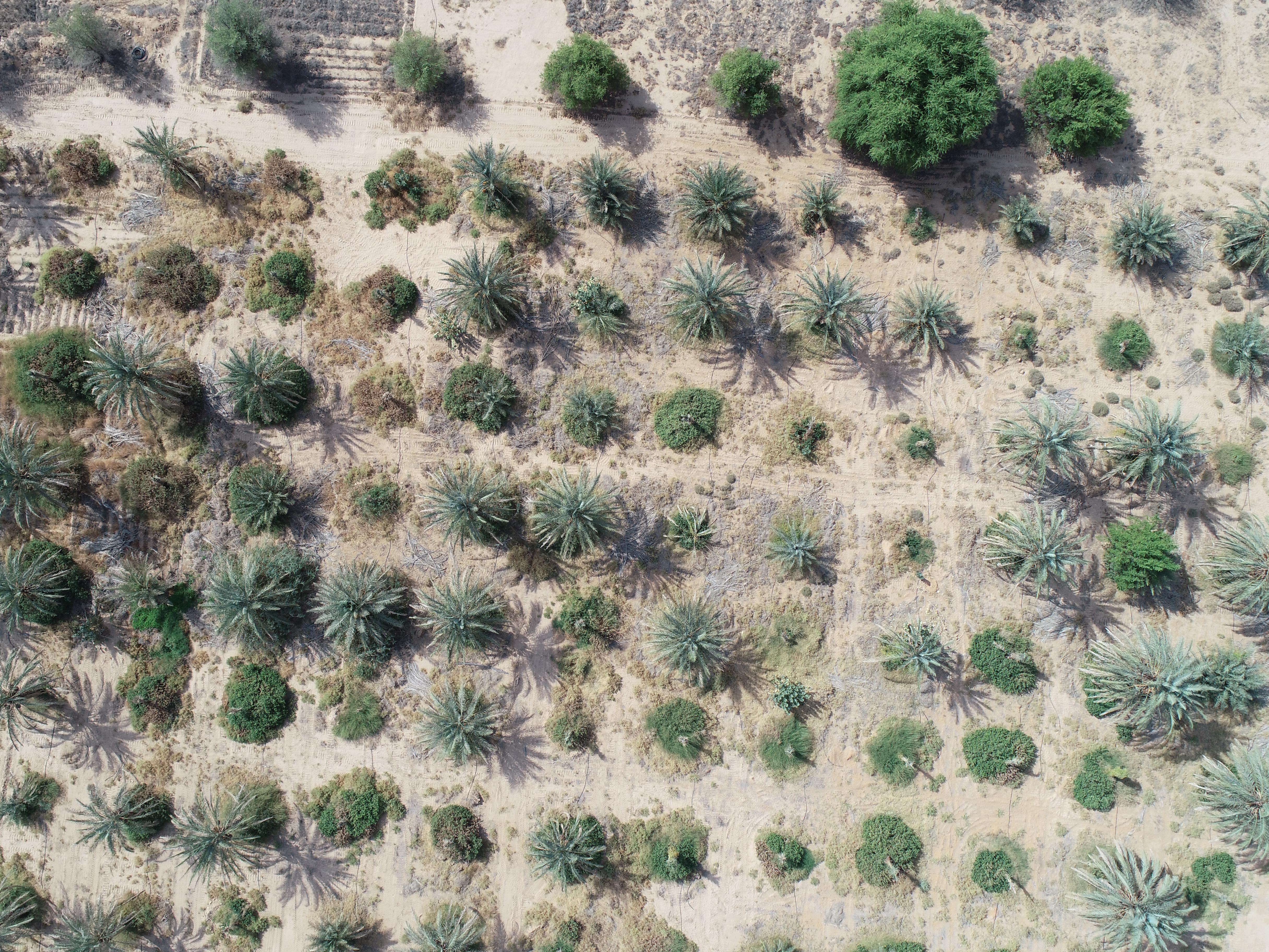 Palm tree detection Object Detection Model by harryworkspace