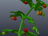 Coppelia_Tomatoes project thumbnail