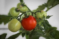 ripe-tomato-yolov4 project thumbnail