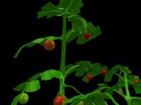 Coppelia_Tomatoes_real project thumbnail