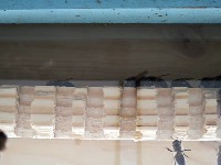 BeeDetection project thumbnail