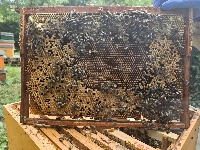 BeeSegmentation project thumbnail