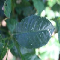 Tea leaves disease classificatio project thumbnail