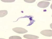 Malaria and other virus project thumbnail