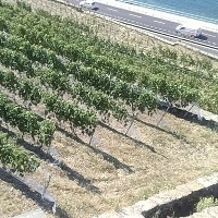 Vineyards_test project thumbnail