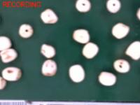 seed-count project thumbnail