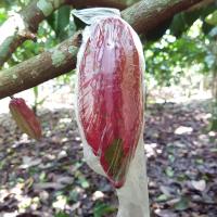 Cacao project thumbnail