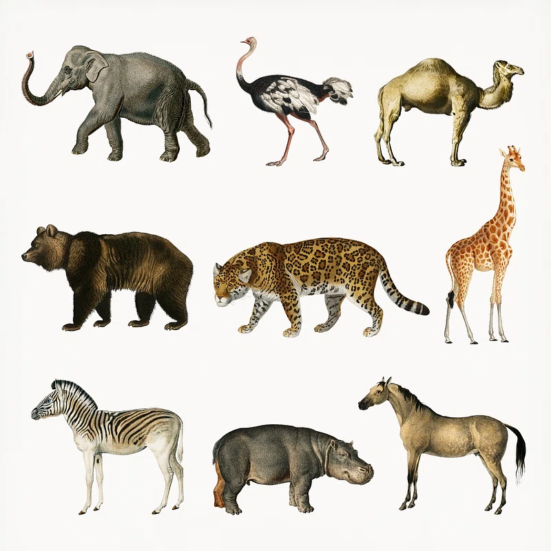 Animals Object Detection Dataset by EVAL4