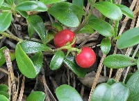 berry project thumbnail
