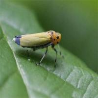 Rice Pest project thumbnail