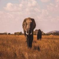 animal detection project thumbnail