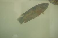 Fish Detection project thumbnail