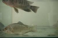 Fish detection 2 project thumbnail