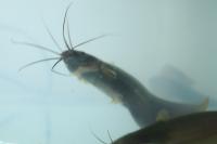 Fish detection 3 project thumbnail
