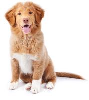 cat dog project thumbnail