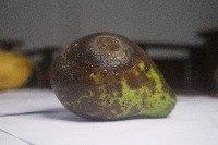 Avocado Freshness Detection project thumbnail
