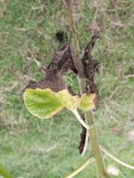 Sunflower Leaf project thumbnail